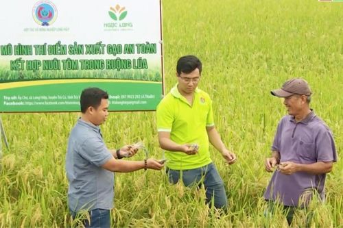 HTX xây dựng 'chỗ đứng' cho hạt gạo, tăng thu nhập cho thành viên