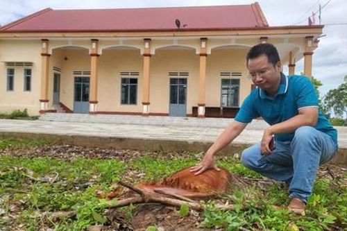 Vụ chặt hàng loạt cây xanh tại trụ sở xã: Nguyên Chủ tịch xã nhận khuyết điểm