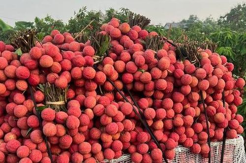 Vải thiều vào cuối vụ, người tiêu dùng tranh thủ mua dự trữ trước khi hết mùa