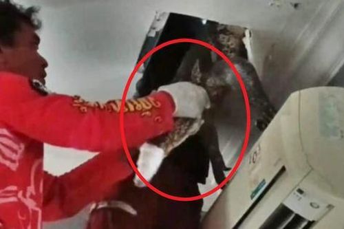 Nghe thấy tiếng động bí ẩn, gia chủ tưởng là chuột nhưng khi trần nhà sụp xuống thì vội gọi cứu hộ