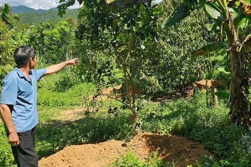 Lợn chết hàng loạt, người dân đào sẵn hố chờ tiêu hủy thay vì bán tháo