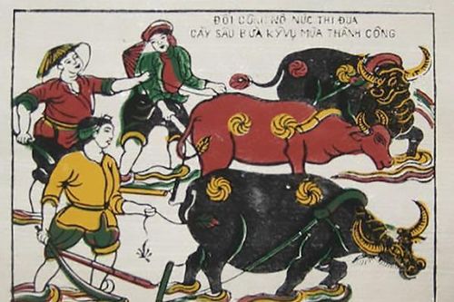 Nghé cơm trâu trắng trâu cò
