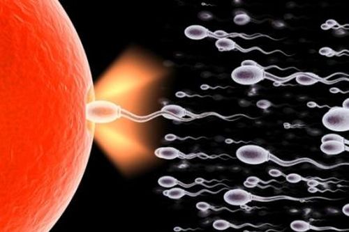 Mới nhất: Chỉ được hiến tinh trùng, noãn, phôi trong những trường hợp nào?
