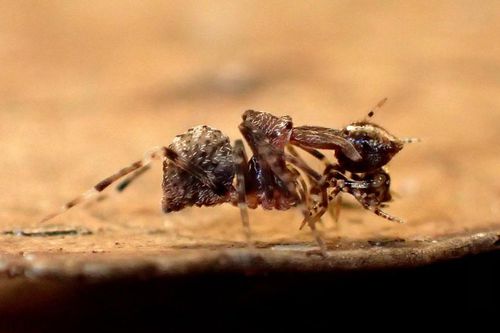 Loài nhện 150 triệu năm tuổi đứng trước bờ tuyệt chủng