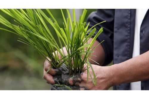 Dùng thuốc bảo vệ thực vật đúng quy tắc giúp nông nghiệp bền vững
