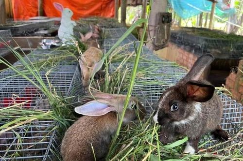 Bất ngờ giá bán thỏ giống tại trang trại cung ứng