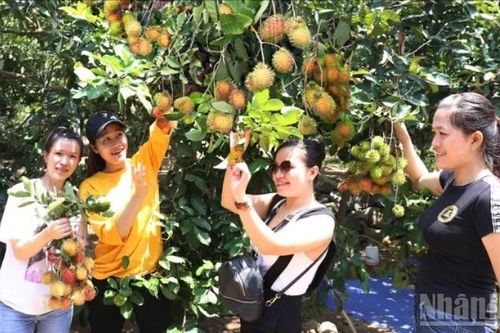 Hấp dẫn du lịch sinh thái vườn ở xã Lâm Sơn, Khánh Hòa