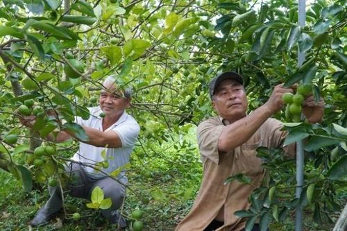 Hợp tác xã - 'chìa khóa' mở đường cho nông sản tỷ đô