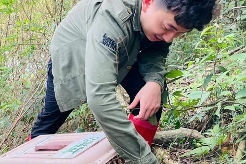 Thả 58 cá thể cầy vòi mốc về rừng tự nhiên