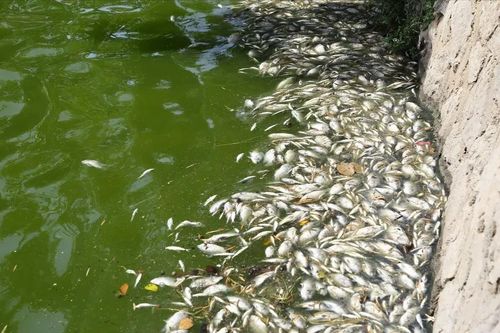 Cá chết trắng hồ Nam Lý, Quảng Trị