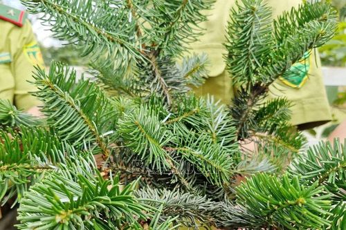 Bất ngờ phát hiện quần thể Vân sam cực hiếm ở núi Bát Xát