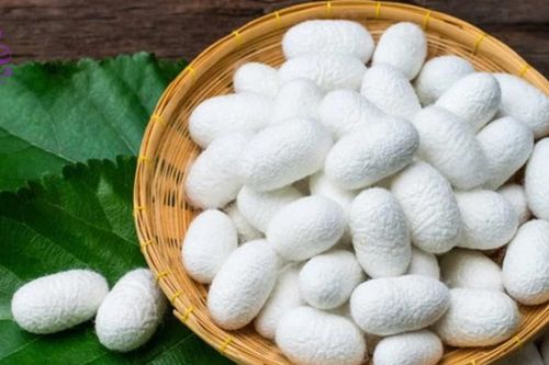 Chiết xuất từ kén tằm giúp làm đẹp và trị bệnh