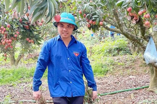 Cống hiến sức trẻ trên đồi vải chín