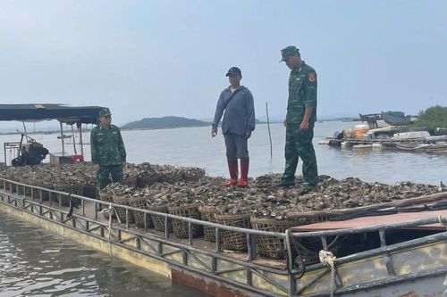 Hàu nhập lậu giá rẻ 'tấn công' Quảng Ninh
