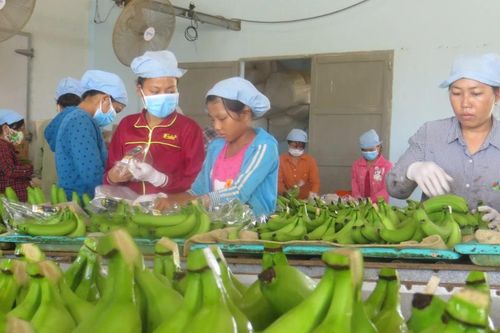 Sau sầu riêng, lộ diện 'át chủ bài' của nông sản Việt