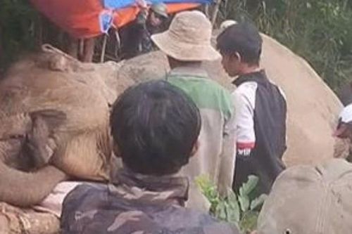 Voi cái ở Đắk Lắk chết với vết thủng ở bụng