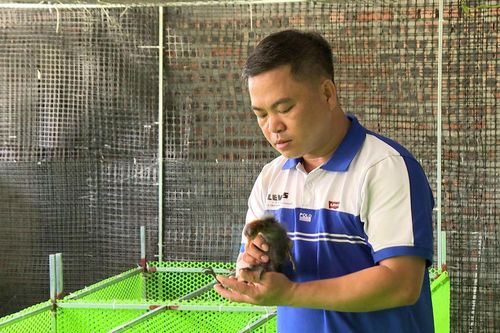 Nông dân Bắc Ninh hồi sinh loài chim quý hiếm, trở thành tỷ phú