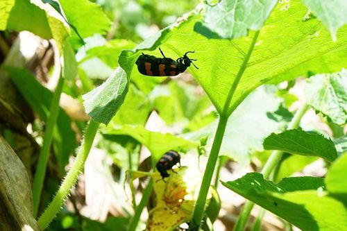 Người đàn ông tử vong sau bữa cơm có món sâu rang nghĩ là thuốc đắt tiền