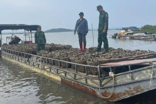 Vận chuyển trái phép 4 tấn hàu từ Trung Quốc về Việt Nam