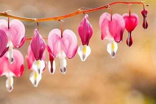 Trên vết đinh rỉ máu