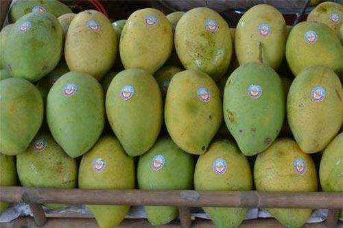 Đột phá phương pháp bảo quản xoài tươi 1 tháng