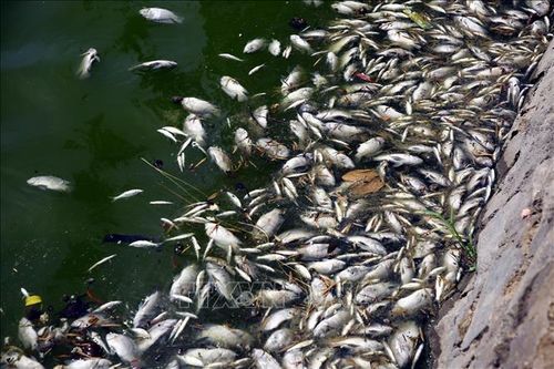 Quảng Trị: Cá chết bất thường, nổi trắng mặt hồ