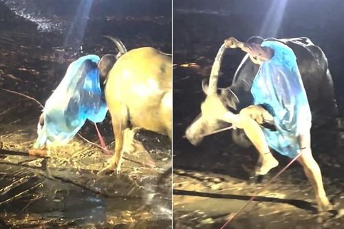 Sắp bị đưa đến lò mổ, trâu nổi điên tấn công 2 người dân