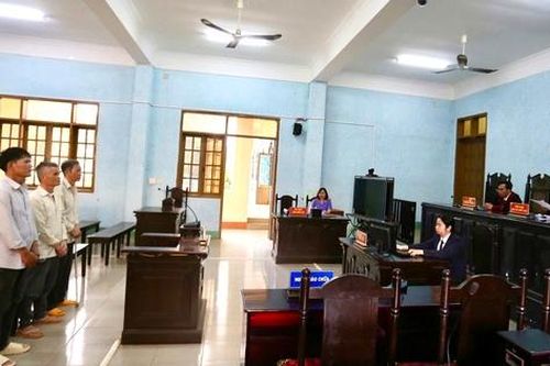 Tuyên án chủ tịch một công ty trồng rừng có hành vi phá rừng