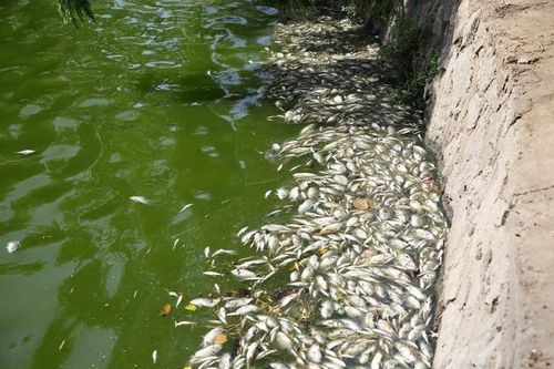 Cá chết bất thường nổi trắng hồ, công nhân môi trường vớt liên tục không hết