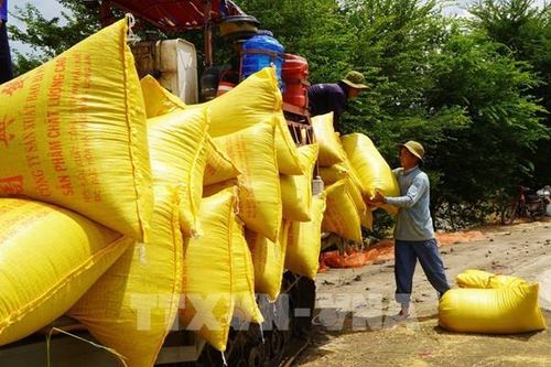 Tất bật mùa gặt ở vùng lũ Đồng Tháp
