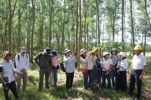 Thúc đẩy quản lý rừng bền vững từ các mô hình trồng rừng chu kỳ dài