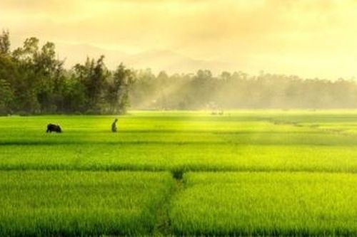 Cha, ruộng đồng và những mùa cơm mới