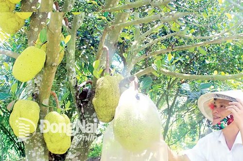 Mít Thái rớt giá chưa đến 1 ngàn đồng/kg vẫn khó tiêu thụ