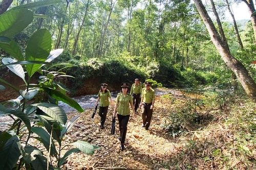 Kiện toàn lực lượng, tăng hiệu quả bảo vệ rừng trong tình hình mới