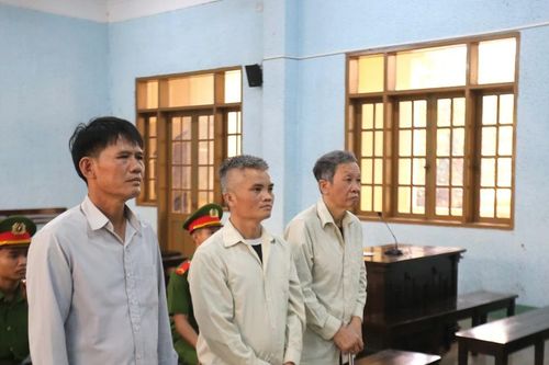 Vụ 'Chủ tịch công ty trồng rừng hầu tòa vì... phá rừng': Tòa phúc thẩm bác kháng cáo của các bị cáo