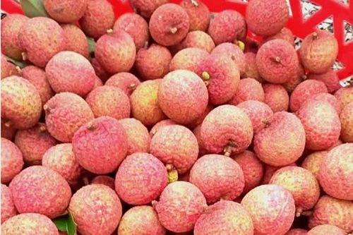 Bí quyết bảo quản quả vải tươi cả tháng