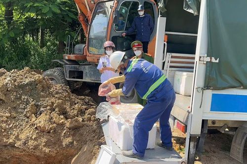 Tiêu hủy hơn 400kg thịt lợn bốc mùi hôi thối