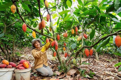 Thị trường ca cao rộng mở