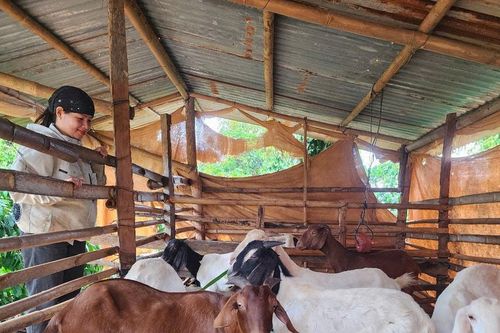 Chương trình 1719 hỗ trợ sinh kế vùng dân tộc thiểu số xã Quảng Sơn