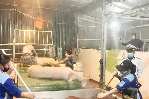 Tăng cường quản lý kiểm dịch, kiểm soát giết mổ lợn và các sản phẩm từ lợn