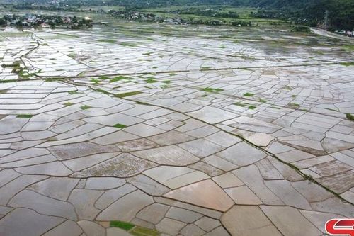 Phù Yên khẩn trương gieo cấy lúa vụ mùa