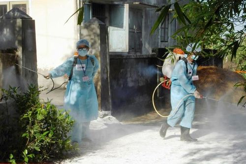 Tăng cường phòng, chống dịch bệnh ở lợn tại xã Nam Đông