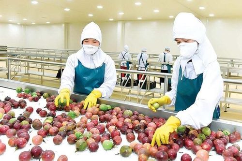Hiến kế thúc đẩy tiềm năng xuất khẩu chanh leo, dứa, dừa và chuối