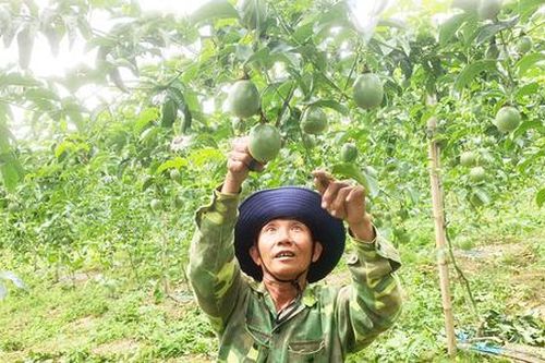 'Trái ngọt' giảm nghèo từ chanh dây vàng