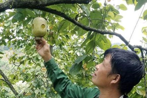 Tăng liên kết, nâng cao hiệu quả cho HTX ở Lạng Sơn