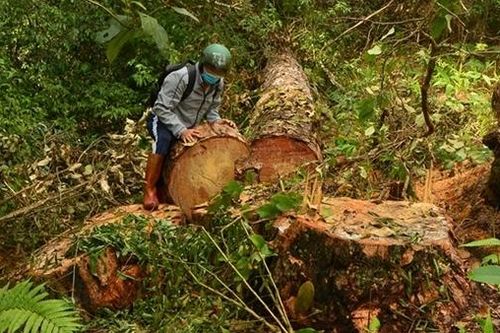 Thông cổ thụ giữa rừng già bị cưa hạ hàng loạt