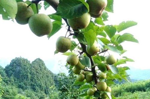 Thanh mát lê xanh Thành Công