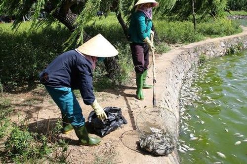 Quảng Trị: Nguyên nhân cá chết bất thường tại hồ điều hòa Nam Lý