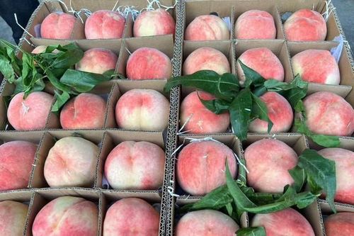 Một loại đào của Trung Quốc đổ bộ thị trường Việt, giá vài chục nghìn đồng/quả vẫn được chị em thi nhau 'chốt đơn'