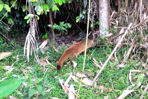 Thả 58 cá thể cầy vòi mốc quý hiếm về môi trường tự nhiên